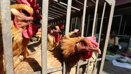 H5N1 Alert: Minister Urges Public to Take Precautions
