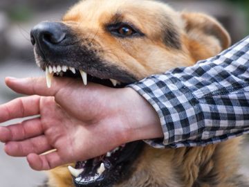 Concerns Grow Over Counterfeit Rabies Vaccines in India, Triggering Global Health Alerts