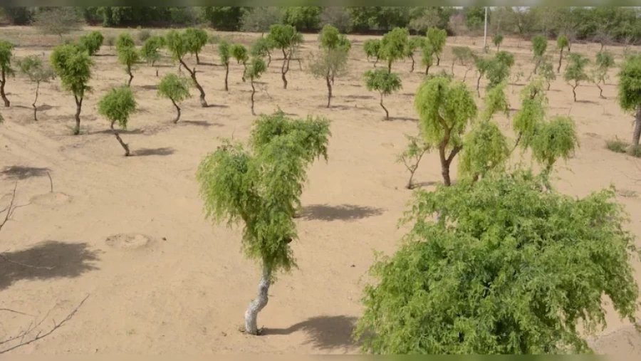 बीकानेर में खेजड़ी संरक्षण आंदोलन तेज: तीसरे दिन भी अनिश्चितकालीन भूख हड़ताल जारी